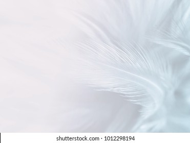 White Feather Texture Backgroundfree Space Add Stock Photo 555149740 ...