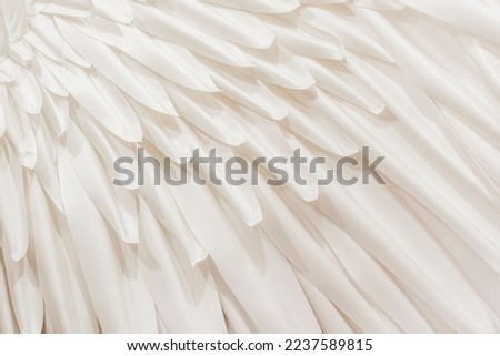 Abstract white feather background, soft color, art design, texture