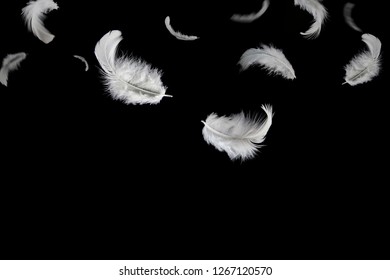 Plume Avec Oiseau Qui Senvole Images Stock Photos