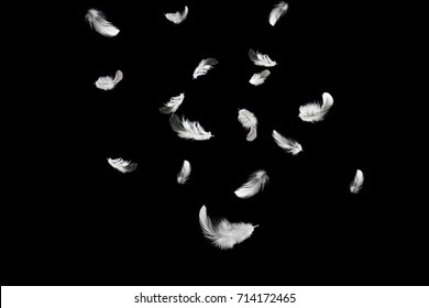 Abstract white feathers floating in the air, dark background