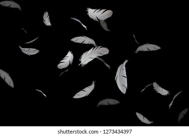 Abstract White Feathers Flying In Darkness. Black Background.