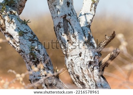 Abstract white pattern background in colorful texture of Acacia tree bark. Oanob park, Namibia.