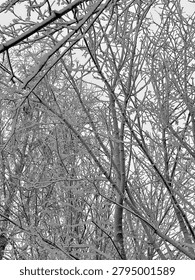 Abstract winter pattern of bare tree branches covered with white snow against pale gray sky, natural texture background.