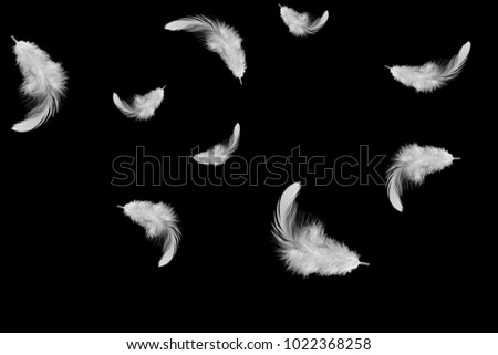 Abstract wite feather falling in the dark. Isolated on black background