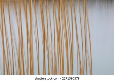 Abstract Yellow  Reed Beds Background