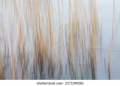 Abstract Yellow  Reed Beds Background