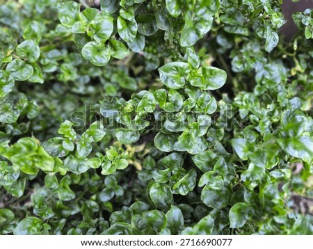 #abstractbackground #leaftexture #greenbackground #naturaltexture #planttexture #tropicalleaves #greenleaves #organicbackground #natureabstract #foliagebackground #freshgreen #botanicaltexture #natura