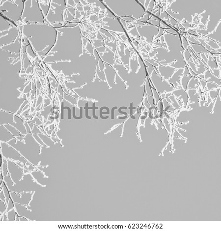 Abstracted black and white image of branches covered in a thin layer of hoarfrost. With copy space.