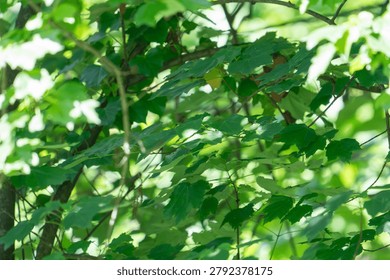 abstracted and compressed view of tree canopy leaf layer from beneath, while dappled light penetrates downward with earthy and etherial aesthetic for background image or graphics produciton