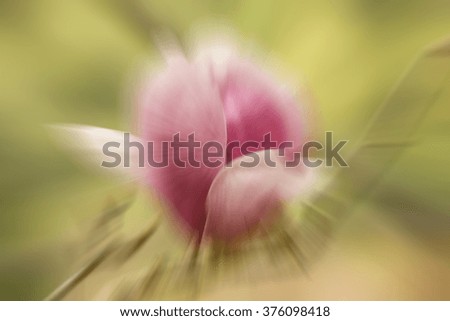 Similar – Geese and flowers