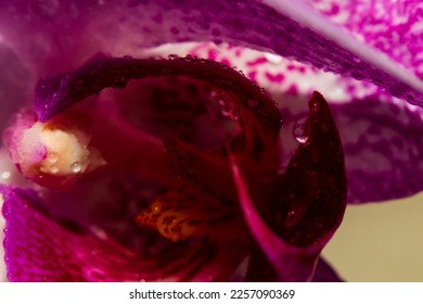 Abstraction Floral macro background. Water drops close-up on a pink-violet flower. Selective focus on water drops.