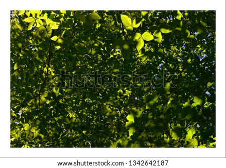 Similar – Image, Stock Photo summer resort Light Green