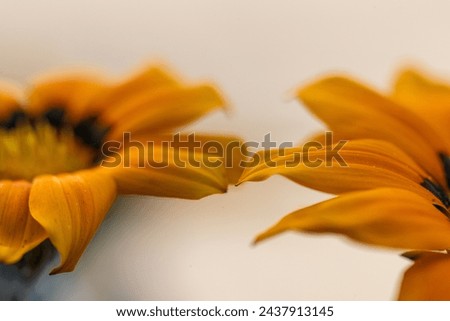 Abstrakt detail petals of gazania flower. annual flowers Gazania rigens bright orange and yellow flower.