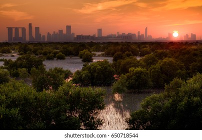 Abu Dhabi Reem Island With Mangroves Trees In UAE 