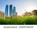 Abu Dhabi, United Arab Emirates. View of downtown with modern skyscrapers from the park. Blooming green plants in the foreground