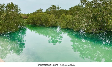 Abu Dhabi / United Arab Emirates - March 2020: The beautiful natural mangrove forest in Abu Dhabi