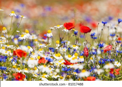 abundance of blooming wild flowers on the meadow at spring time - Shutterstock ID 81017488