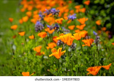 An Abundance Of Californian Poppies Growing In A Flowerbed