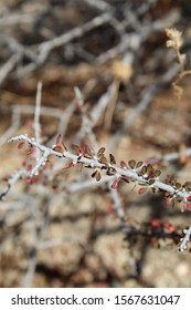 An Abundance Of Colorado Desert Native Plants Can Be Realized On The Lost Palms Oasis Trail In Joshua Tree National Park, Including Halls Purple Bush, Tetracoccus Hallii.