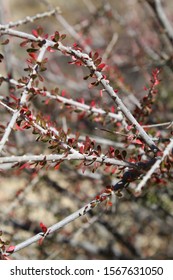 An Abundance Of Colorado Desert Native Plants Can Be Realized On The Lost Palms Oasis Trail In Joshua Tree National Park, Including Halls Purple Bush, Tetracoccus Hallii.