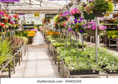 Abundance Of Colorful Flowers At The Garden Center In Early Summer.