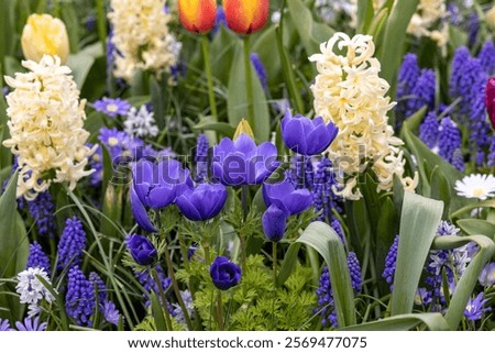 Similar – Image, Stock Photo tulip field Green Red