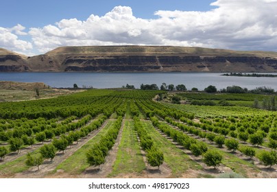 An Abundance Of Food Is Grown In The Columbia River Basin