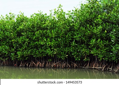  the abundance of  mangrove forest  