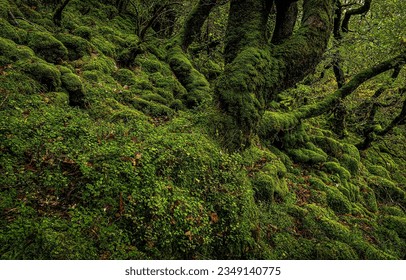 The abundance of moss in the mossy forest. Mossy forest scene. Moss in mossy forest. Green moss on mossed tree