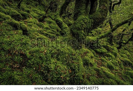 The abundance of moss in the mossy forest. Mossy forest scene. Moss in mossy forest. Green moss on mossed tree