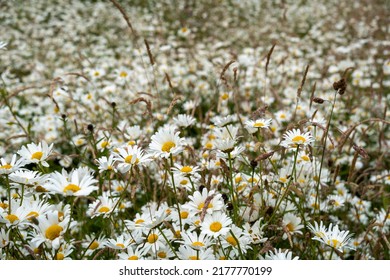 An Abundance Of Oxeye Daisies, Mixed With Native Grasses In A Wildflower Meadow In Yorkshire, UK.