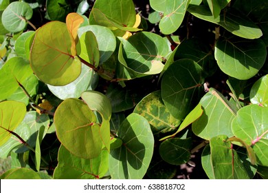 Abundance Of Tropical Plants In Hawaii