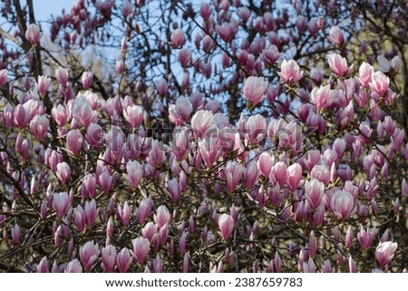 Abundant blooming of Pink flowers of Chinese magnolia or saucer, Magnolia x soulangeana, early spring, natural floral pink background.