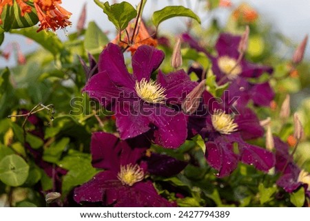 The abundant clematis Niobe of dark violet purple color with a large flower in the garden.