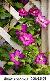 Clematis On Trellis Images Stock Photos Vectors Shutterstock Clematis On Trellis Images Stock Photos Vectors Shutterstock