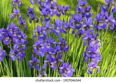 Abundant flowering of bright blue irises in the summer garden