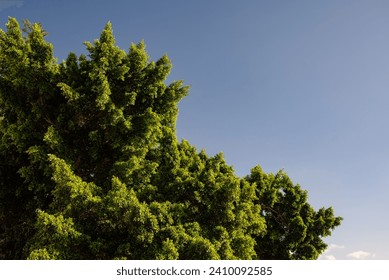 Abundant green foliage on blue sky background. Weeping fig plant leaves. Large scale treetop with clear sky on a sunny day. Copy space for your text. Ficus benjamina