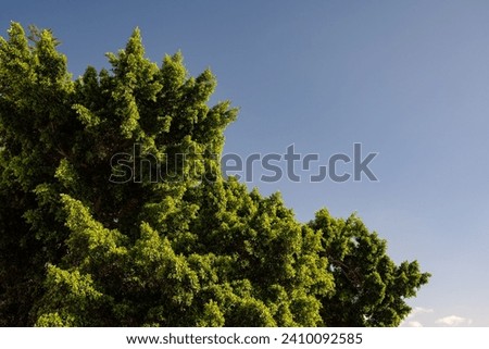 Abundant green foliage on blue sky background. Weeping fig plant leaves. Large scale treetop with clear sky on a sunny day. Copy space for your text. Ficus benjamina