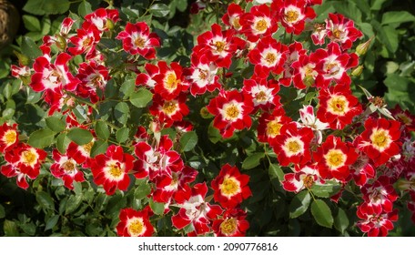 Abundant, Lush Flowering Of Groundcover Roses Of The Little Artist Variety