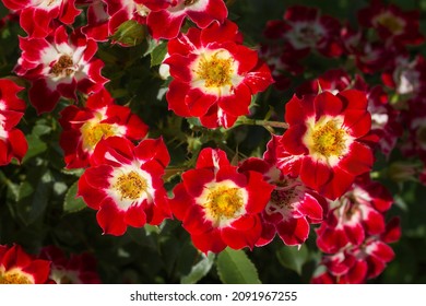 Abundant, Lush Flowering Of Groundcover Roses Of The Little Artist Variety