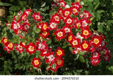 Abundant, Lush Flowering Of Groundcover Roses Of The Little Artist Variety