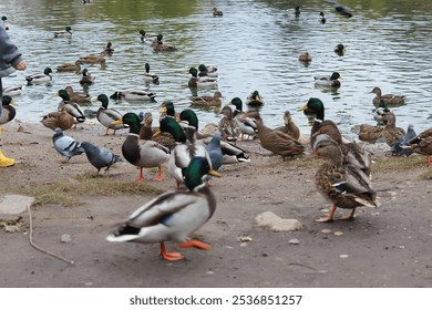 Abundant Mallards and Pigeons Gather by the Tranquil Lake Shoreline in Urban Park Setting - Powered by Shutterstock