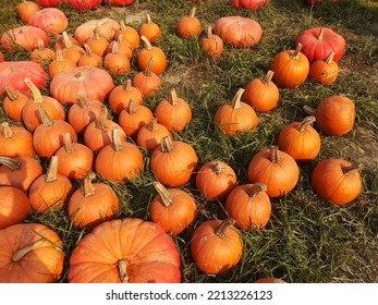 Abundant Of Orange Pumpkins On The Grass Ground For Craving Decoration In Halloween Festival