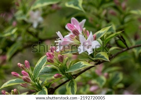 Abundant pink flowers of Weigela florida in mid May. spring flower background