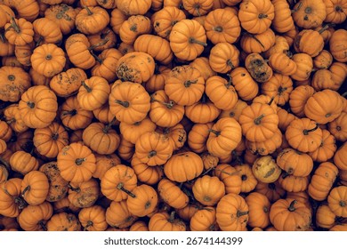 An abundant selection of miniature pumpkins in an array of orange hues for wallpapers