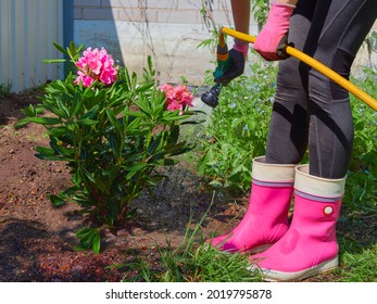 Abundant Watering Of The Rhododendron After Planting In The Ground In The Shady Part Of The Garden In The Prepared Acidic Soil.