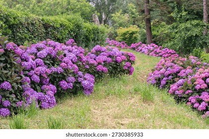 Abundantly blooming bigleaf hydrangeas (Hydrangea macrophylla) with rare bicolor flowers line a curving grassy garden path among conifers and hedges, creating a lush, scenic landscape.