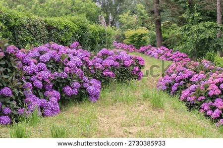Abundantly blooming bigleaf hydrangeas (Hydrangea macrophylla) with rare bicolor flowers line a curving grassy garden path among conifers and hedges, creating a lush, scenic landscape.