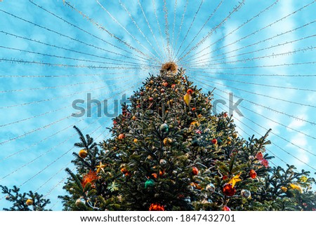 Similar – Oh Tannenbaum Natur Baum