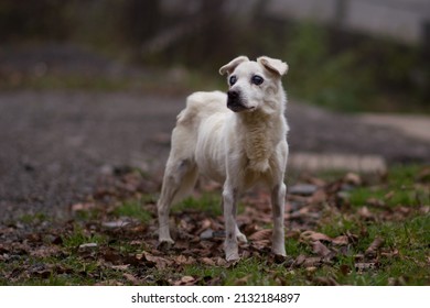 6,650 Pet abuse Images, Stock Photos & Vectors | Shutterstock